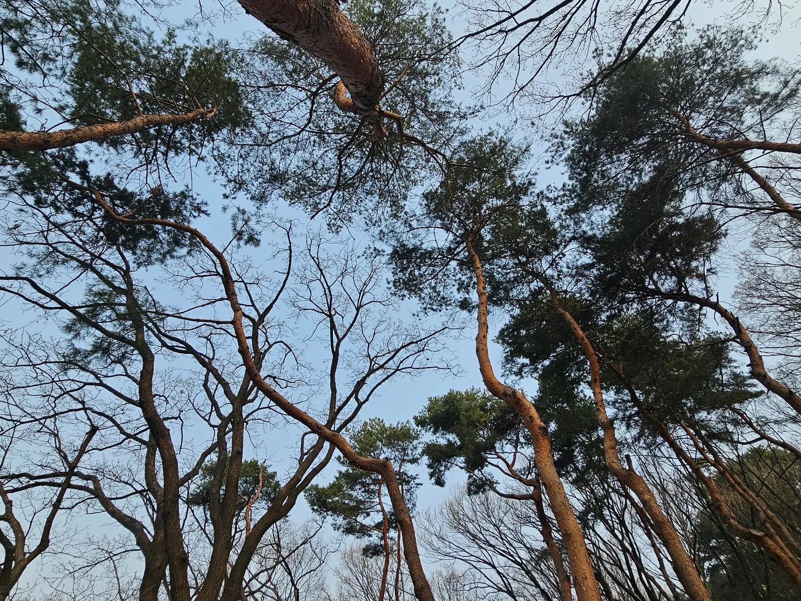 키 큰 소나무 사이로 햇빛이 스며드는 숲길을 느릿느릿 걷는 디디